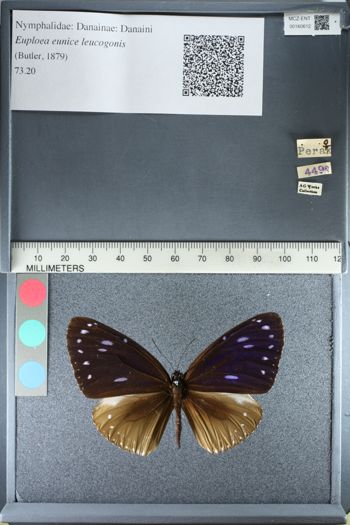 Media type: image;   Entomology 160612